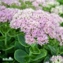Hylotelephium spectabile 'Granlunda'