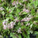 Tiarella 'Sugar and Spice' PBR