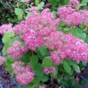 Hydrangea arb. PINK ANNABELLE® ('Ncha2'*
