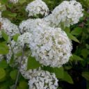 Hydrangea a. STRONG ANNABELLE® 'Abetwo'*