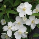 Philadelphus ORION® ('BPh 4' PBR)