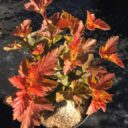 Physocarpus op. AMBER JUBILEE ('Jefam'*)