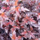 Physocarpus op. LADY IN RED ('Tuilad'*)