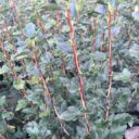 Ribes alpinum fk ELISABETH