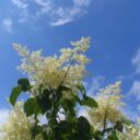 Syringa reticulata fk ENSKEDE