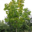 Acer platanoides fk PERNILLA
