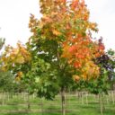 Acer platanoides fk ULTUNA