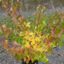 Acer tataricum fk FALUN
