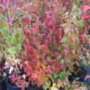 Acer tataricum ssp. ginnala fk UPPSALA