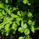 Alnus glutinosa fk FYRIS