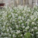 Amelanchier alnifolia fk ALVDAL