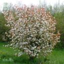 Amelanchier laevis fk BÄCKLÖSA