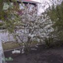 Amelanchier lamarckii fk ULTUNA