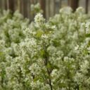 Amelanchier spicata fk FALUN