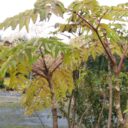 Aralia elata