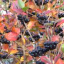 Aronia × prunifolia fk VÄSTERÅKER