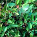 Aronia melanocarpa 'Hugin'