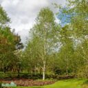 Betula utilis ssp. albosi. 'Fascination'