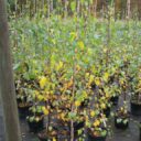 Betula pendula fk JULITA