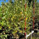 Betula pendula FK SAVOLAKSIE