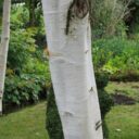 Betula utilis ssp. jacquem. 'Doorenbos'
