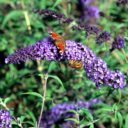 Buddleja davidii NANHO BLUE