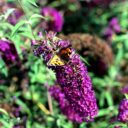 Buddleja NANHO PURPLE 'N. Petite Purple'