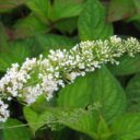 Buddleja davidii 'Nanho White'