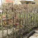 Carpinus betulus fk CARIN