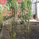 Amelanchier alnifolia 'Obelisk' PBR