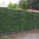 Carpinus betulus fk STENSHUVUD