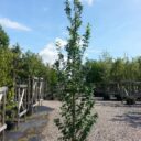 Carpinus betulus 'Lucas'