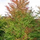 Cercidiphyllum japonicum fk GÖTEBORG