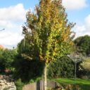 Cercidiphyllum japonicum fk GÖTEBORG