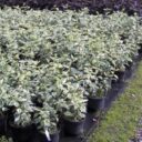 Cornus alba 'Elegantissima'