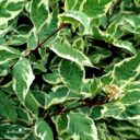 Cornus alba IVORY HALO ('Bailhalo' PBR)