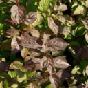 Cornus sanguinea fk HALLTORP