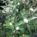 Cornus sericea 'Farba'