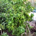 Corylus avellana 'Contorta'