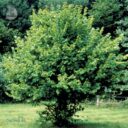 Corylus avellana fk ÖGLUNDA