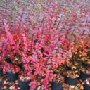 Cotoneaster lucidus