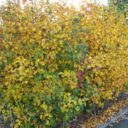 Crataegus flab. v. grayana fk UPPSALA