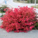 Euonymus alatus