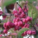 Euonymus europaeus 'Evert'