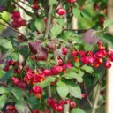Euonymus planipes