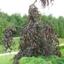 Fagus syl. (Purpurbl.) 'Purple Fountain'