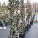 Fagus syl. (Purpurbl.) 'Rohan Obelisk'