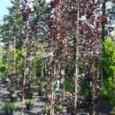 Fagus sylv. (Purpurbl.) 'Dawyck Purple'