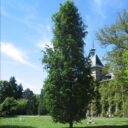 Fagus sylvatica 'Dawyck'