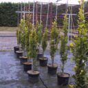 Fagus sylvatica 'Dawyck Gold'